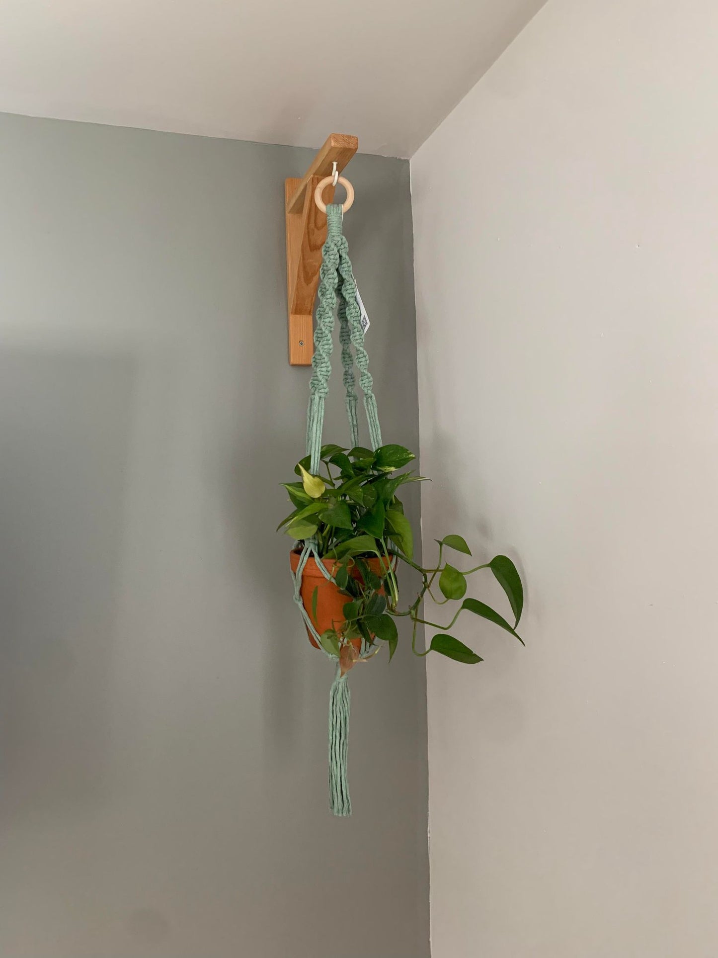 ALISMA - Jardinière suspendue - Vert sauge