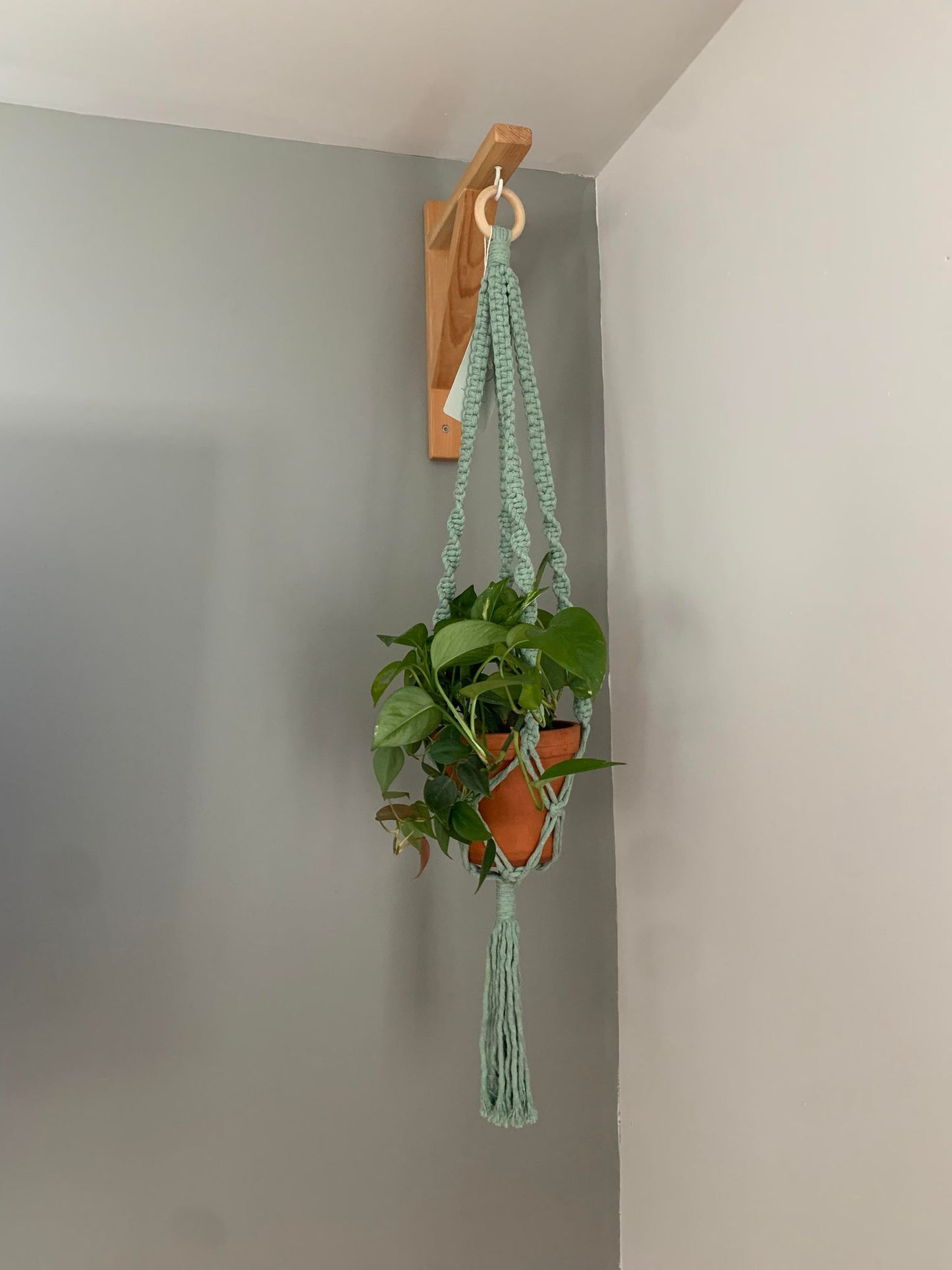 MYCELIS - Jardinière suspendue - vert sauge