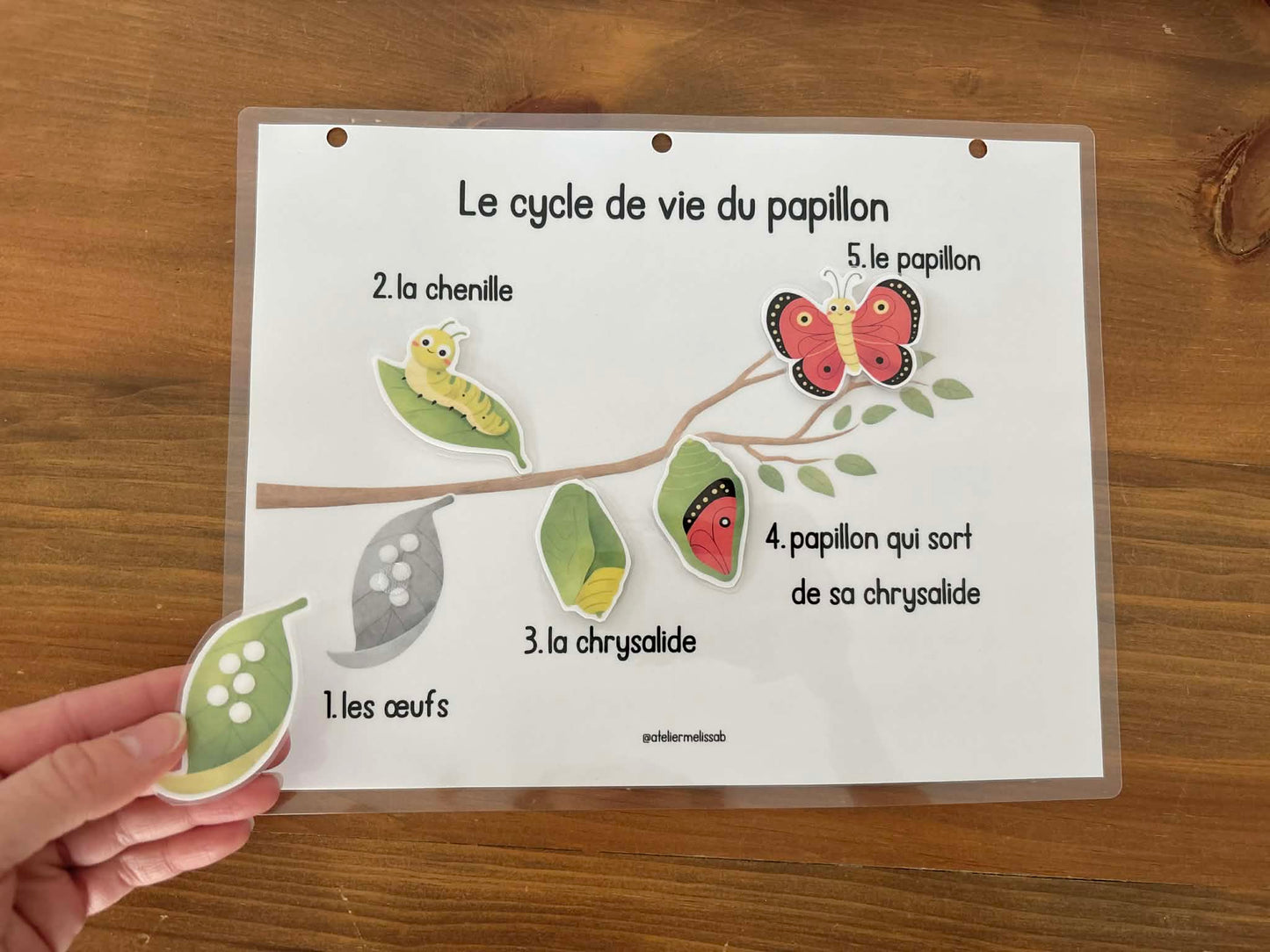 I53 - Activité éducative - Le cycle de vie du papillon