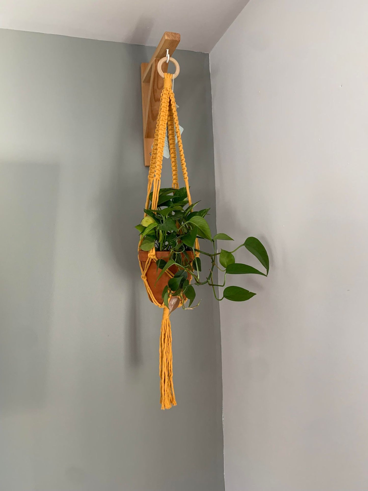 ARALIA - Jardinière suspendue - jaune moutarde