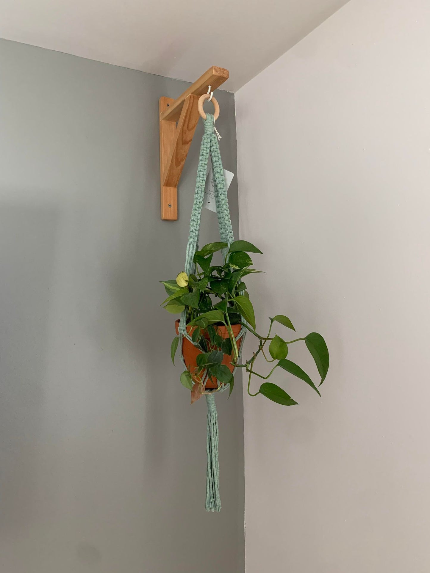 ARALIA - Jardinière suspendue - vert sauge