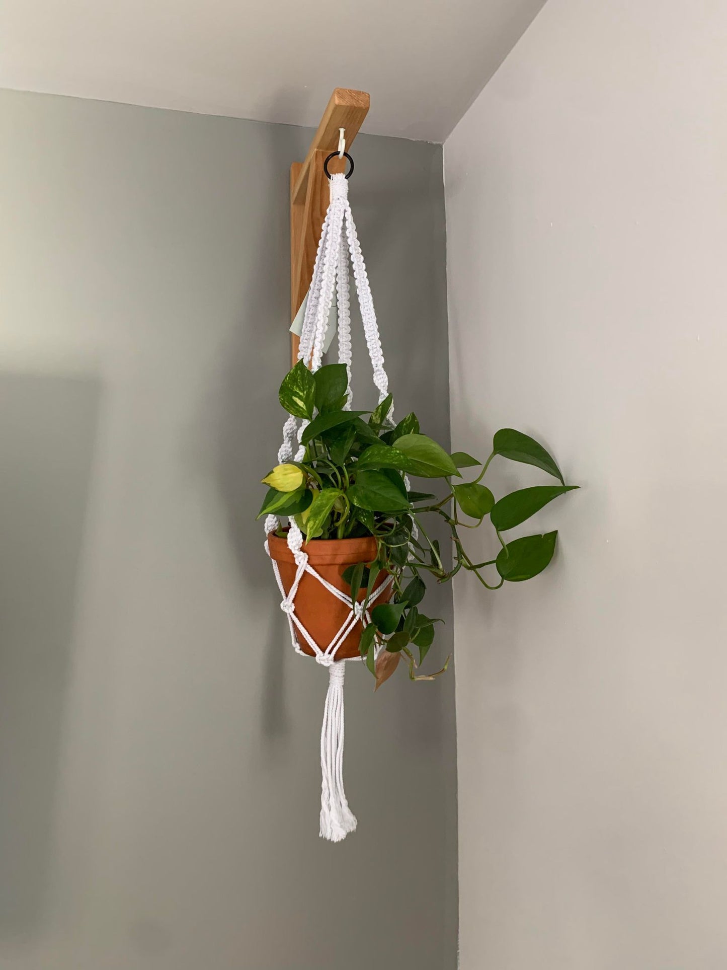 ASTER - Jardinière suspendue - blanc