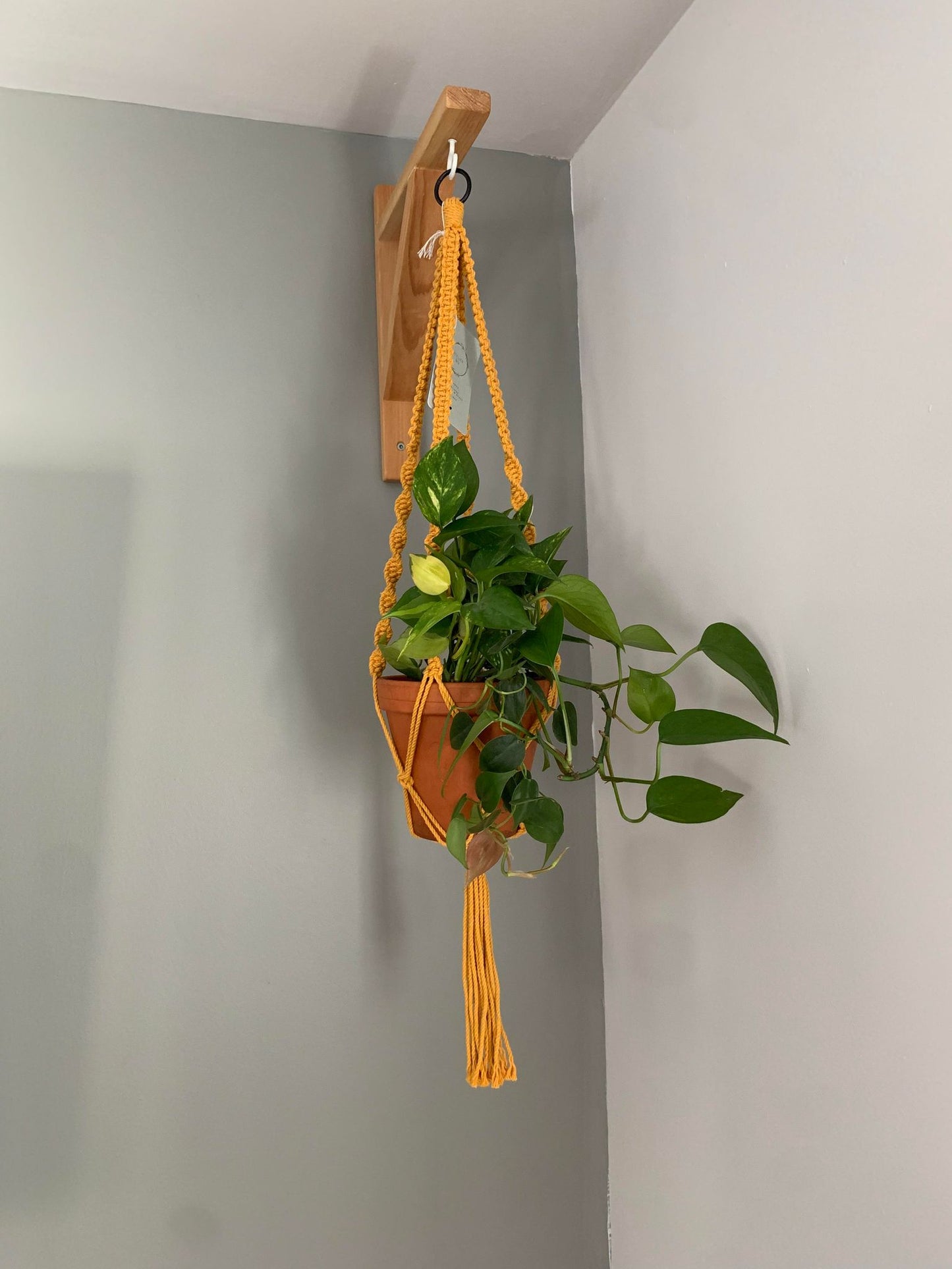 ASTER - Jardinière suspendue - Jaune moutarde