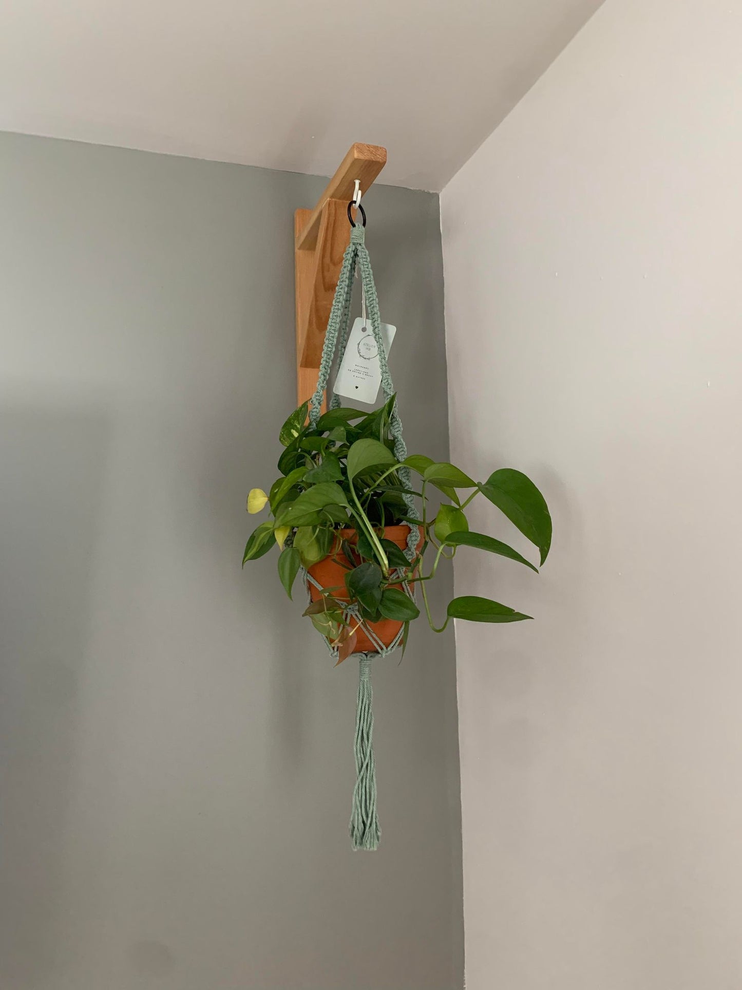 ASTER - Jardinière suspendue - vert sauge