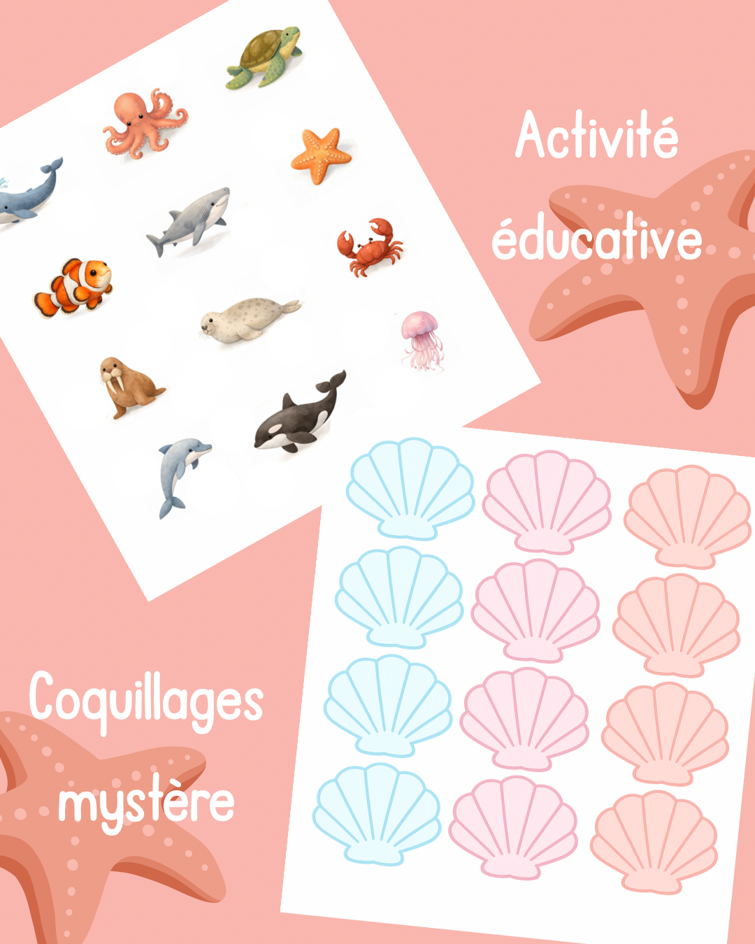 A20 - Activité éducative - Les coquillages mystère