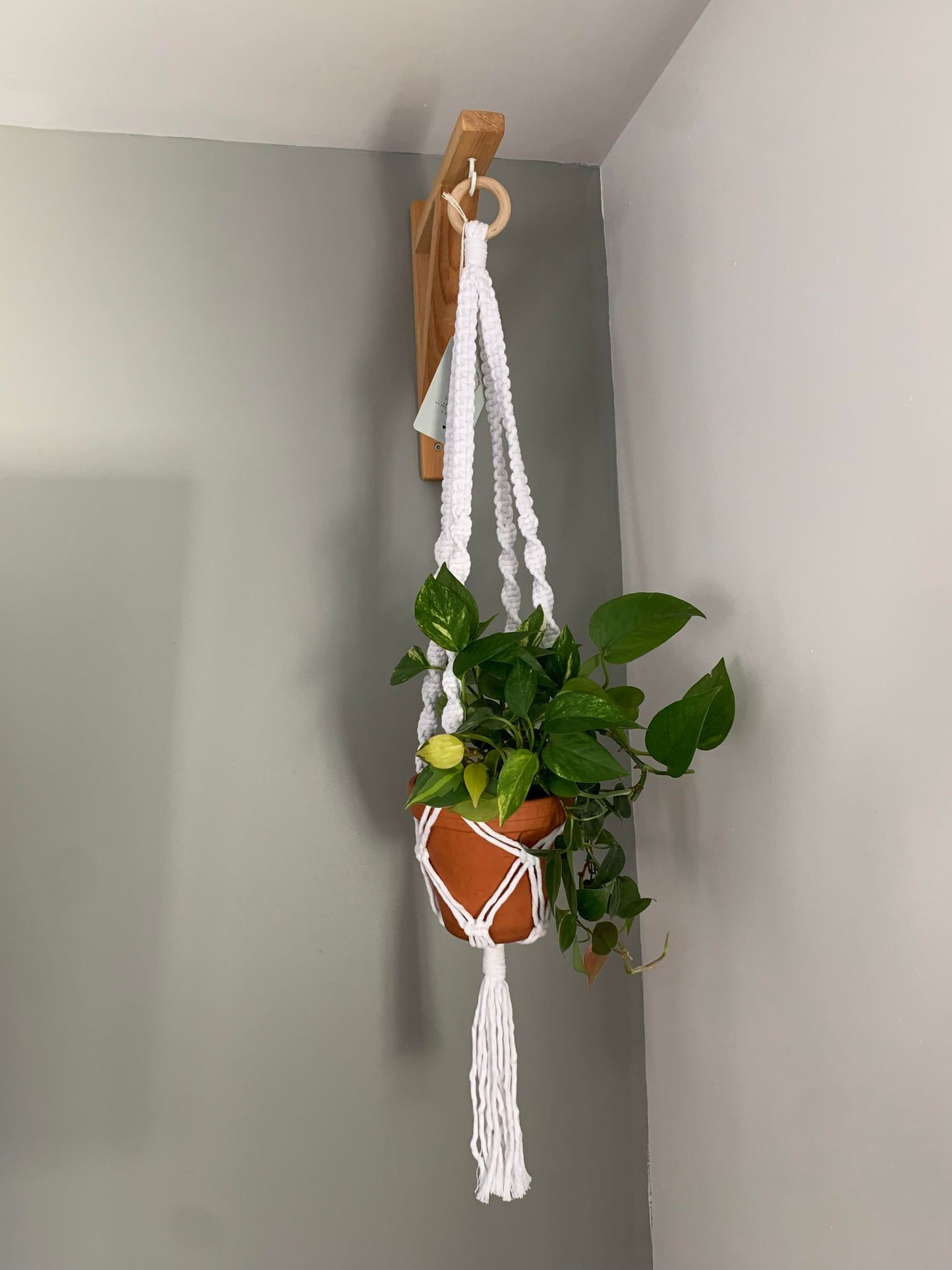 MYCELIS - Jardinière suspendue - blanche